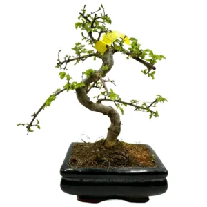 Trainable Chinese Elm 28cm