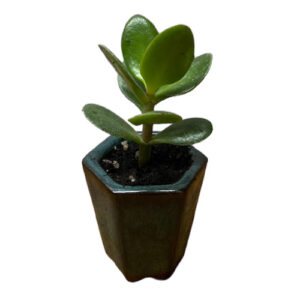 Mini Money Plant - 13cm