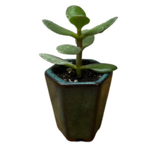 Mini Money Plant - 12cm