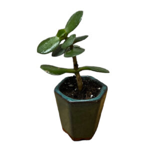 Mini Money Plant - 14cm