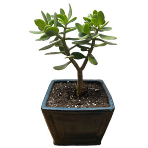 Upright Money Plant - 40cm