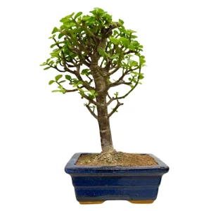Dwarf Jade 32cm