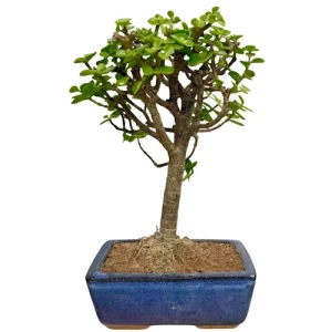 Dwarf Jade 30cm