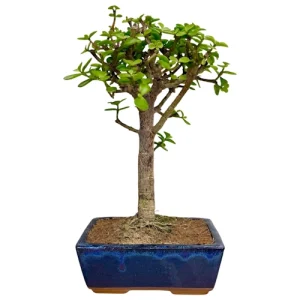 Dwarf Jade 32cm