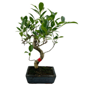 Ficus Bonsai - 38cm