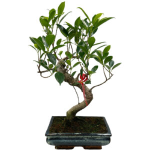 Ficus Bonsai - 38cm
