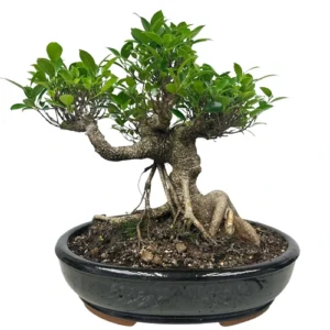 Aerated Roots Ficus 52cm