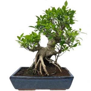 Ficus 52cm