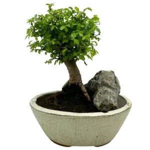 Quirky Chinese Elm 24cm
