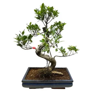 Wide Ficus 61cm