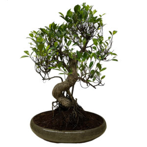 Upright Ficus Bonsai - 65cm