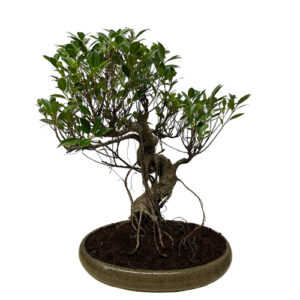 Ficus Bonsai Including Tray - 61cm