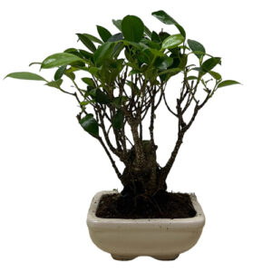 Small Ficus Bonsai - 26cm