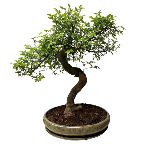 Chinese Elm Bonsai Including Tray - 70cm