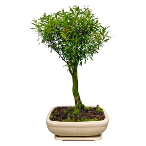 Syzygium buxifolium - Bushy Chinese Myrtle 25cm - Miyagi Bonsai