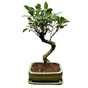 Twisted Trunk Ficus Bonsai - 35cm