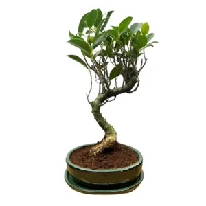 Ficus Bonsai Including Tray - 36cm