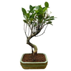 Beautiful Ficus Bonsai - 35cm