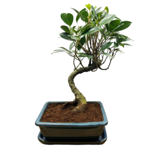 Trunk Exposed Ficus Bonsai Including Tray - 32cm