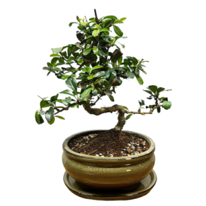 Pretty Fukien Tea Tree Bonsai - 30cm