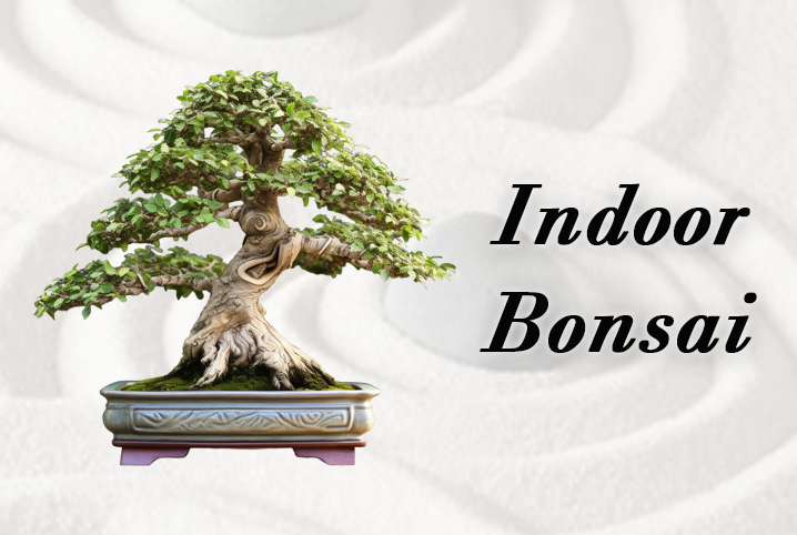 Indoor Bonsai Tree