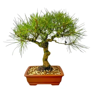 Stunning Japanese Black Pine 34cm