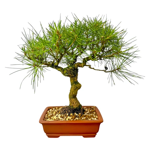 Stunning Japanese Black Pine 34cm