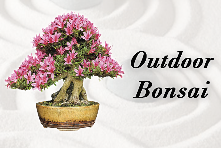 Outdoor Bonsai Tree