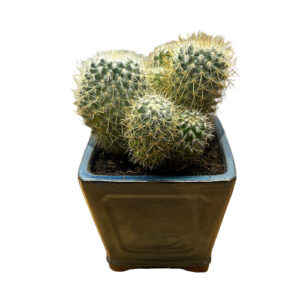 Beautiful Round Cactus - 17cm