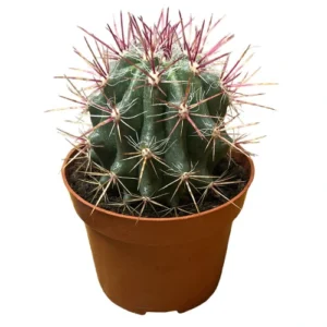 Ferocactus Latispinus Cactus - 16cm