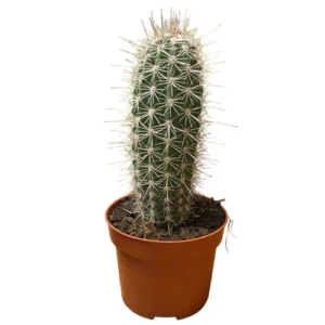 Cactus Pilosocereus - 23cm