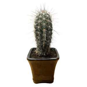 Cactus Pilosocereus - 32cm