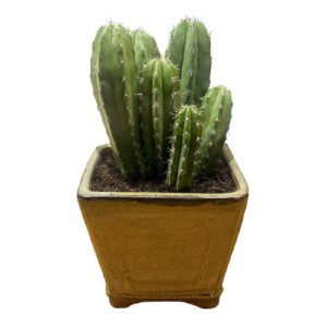 Organ Pipe Cactus (Stenocereus thurberi) - 24cm