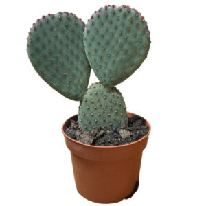 Prickly Pear Cactus - 24cm