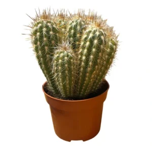 Blooming Cactus - 19cm