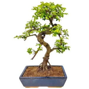 Chinese Elm 50cm