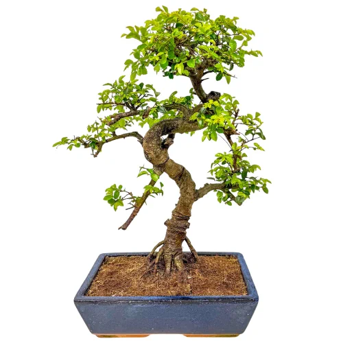 Chinese Elm 50cm