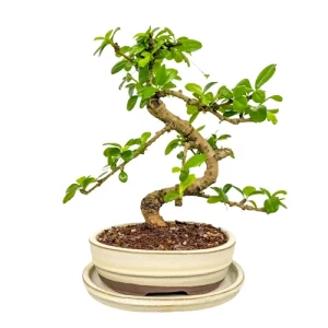 Beautiful Fukien Tea Tree 26cm Inc Tray