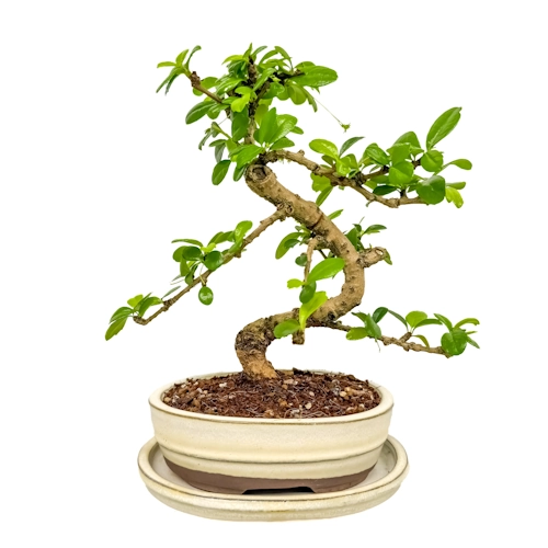 Beautiful Fukien Tea Tree 26cm Inc Tray