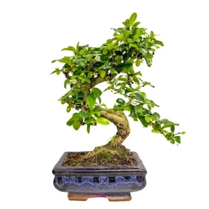 Cute Fukien Tea Tree 30cm