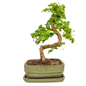 Flowering Fukien Tea Tree Inc Tray 30cm