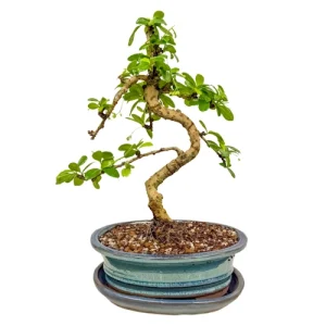 Fukien Tea Tree Inc Tray 33cm