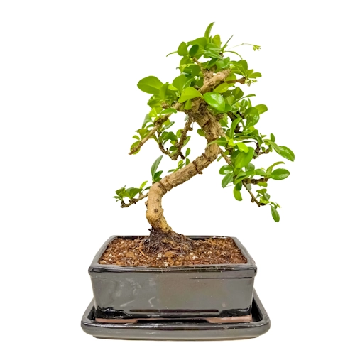 Fukien Tea Tree Inc Tray 27cm