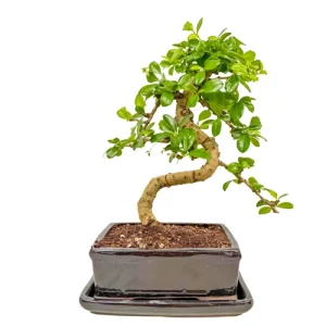 Twisted Trunk Fukien Tea Tree Inc Tray 31cm