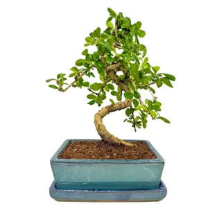Fukien Tea Tree 33cm Inc Tray
