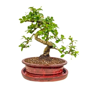 Fukien Tea Tree 32cm Inc Tray