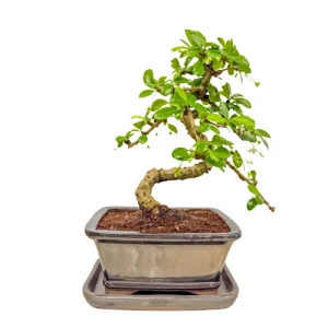 Fukien Tea Tree Inc Tray 29cm