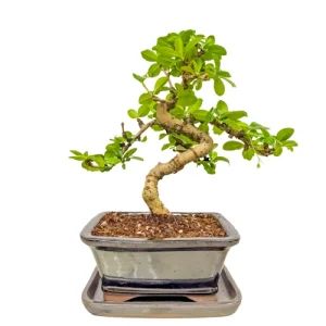 Fukien Tea Tree Inc Tray 29cm