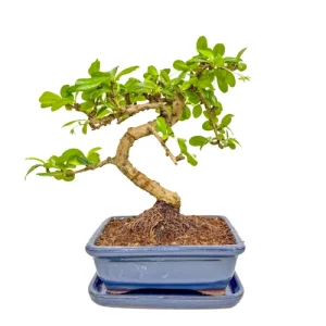 Fukien Tea Tree Inc Tray 28cm