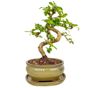 Cute Fukien Tea Tree Inc Tray 30cm